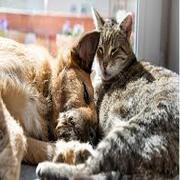 Pets & Animals logo